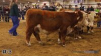 Bull#3