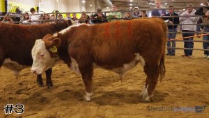 Class #1 Bulls thumbnail