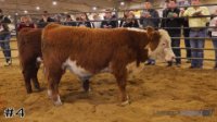 Bull#4