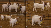 All Animals