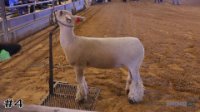 Lamb#4