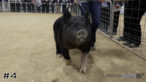 Class #1 Market Swine thumbnail