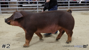 Class #2 Market Swine thumbnail