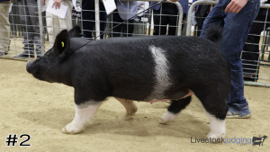 Class #3 Breeding Gilts thumbnail