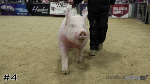 Class #4 Breeding Gilts thumbnail