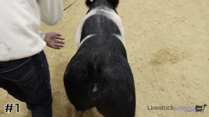 Class #5 Breeding Gilts thumbnail