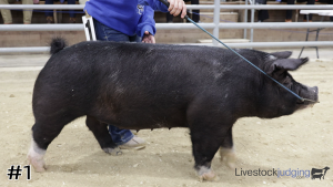 Class #6 Breeding Gilts thumbnail