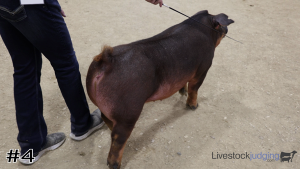 Class #8 Breeding Gilts thumbnail