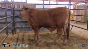 Bellville #12