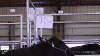 Steer#1