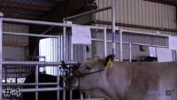 Steer#4