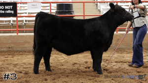 Class #1 Breeding Heifers thumbnail
