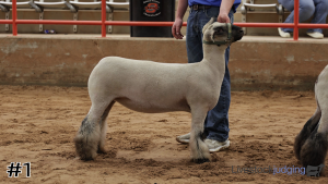 Class #10 Wether Dam Ewes thumbnail