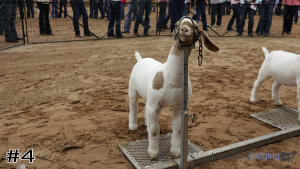 Class #11 Market Goats thumbnail