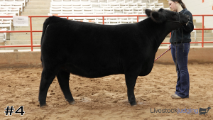 Class #2 Breeding Heifers thumbnail