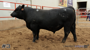 Class #3 Bulls thumbnail