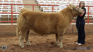 Class #4 Market Steers thumbnail