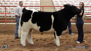 Class #5 Market Steers thumbnail