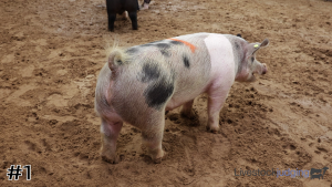 Class #6 Market Swine thumbnail