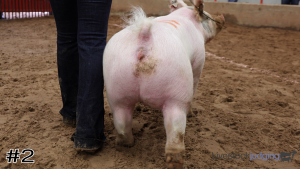 Class #7 Market Swine thumbnail