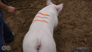 Class #8 Market Swine thumbnail