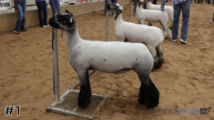 Class #9 Market Lambs thumbnail