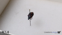 ID#14