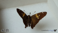 ID#18