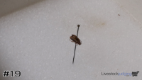 ID#19