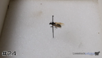 ID#24