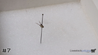 ID#7