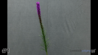 Plant#1