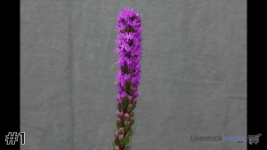 Class #1 Blooming Container thumbnail