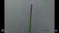 Plant#2