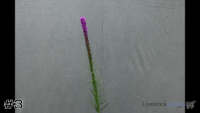 Plant#3