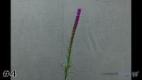 Plant#4