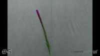 Plant#5