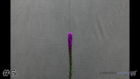 Plant#6