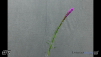 Plant#7