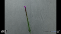 Plant#8