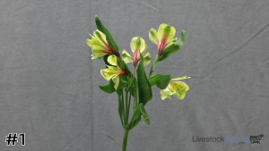 Class #2 Line Flowers thumbnail