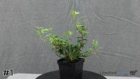 Plant#1