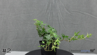 Plant#2