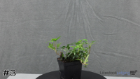 Plant#3