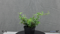 Plant#4