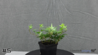 Plant#5