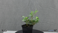 Plant#6