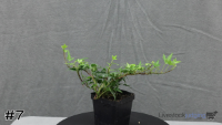 Plant#7