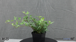 Class #1 Ground Cover thumbnail