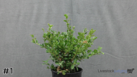 Shrub#1